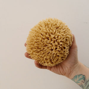 Premium Florida Rock Island Wool Sea Sponge