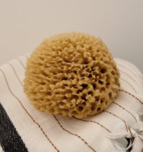 Load image into Gallery viewer, Premium Florida Rock Island Wool Sea Sponge

