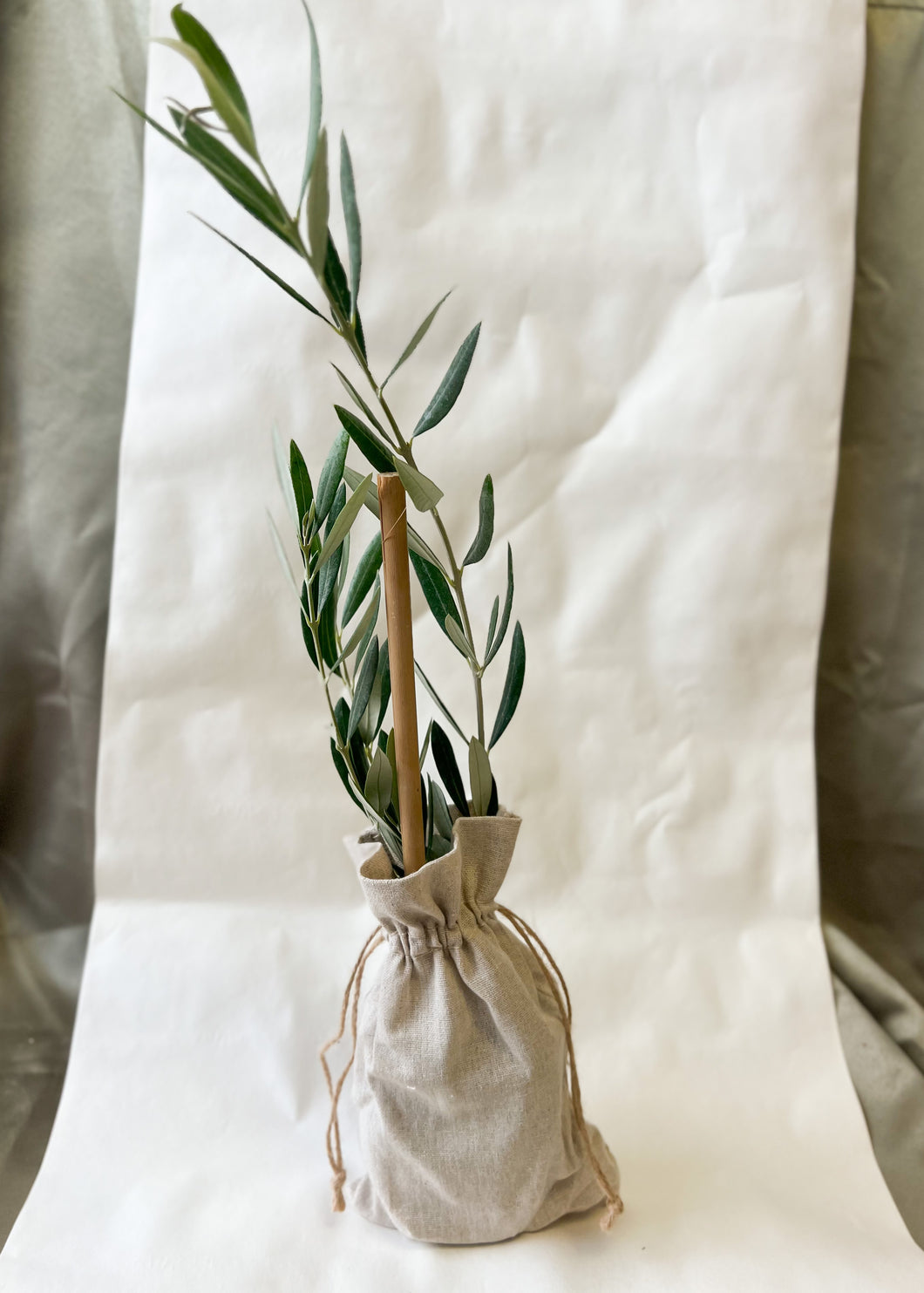 Local Pickup Only! Baby Olive Tree in Burlap Bag