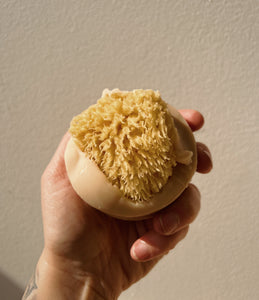Vanilla & Coconut Milk Sea Sponge Soap